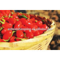 Fruta roja de níspero, viña de matrimonio chino Barbary Fruta de Wolfberry Fructus lycii Bayas secas de Goji Ningxia secado Goji Berry